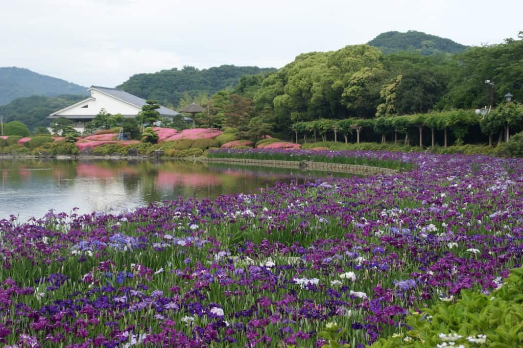ดอกไอริส ที่สวนนันระคุเอ็น (Nanrakuen Garden) จังหวัดเอฮิเมะ (Ehime)