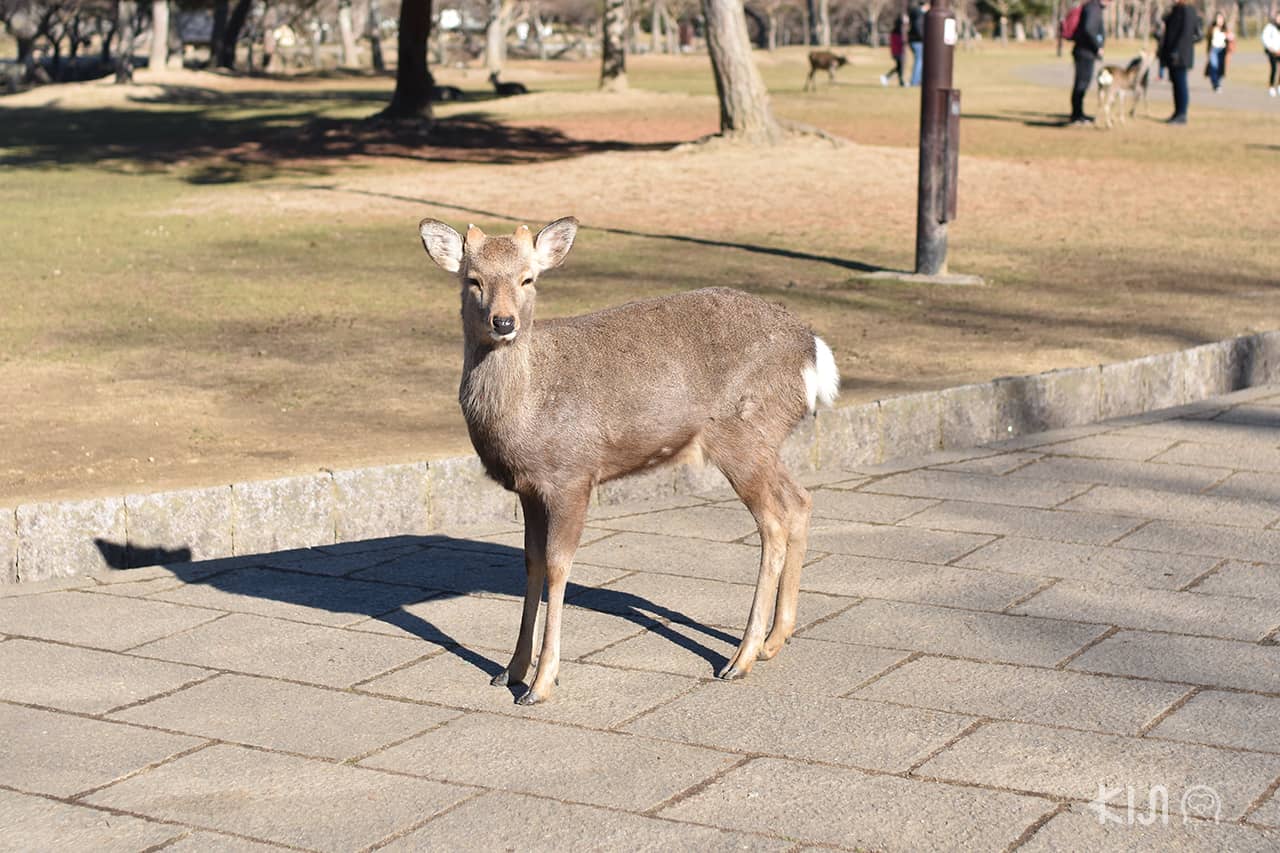 กวางที่สวนสาธารณะนารา
