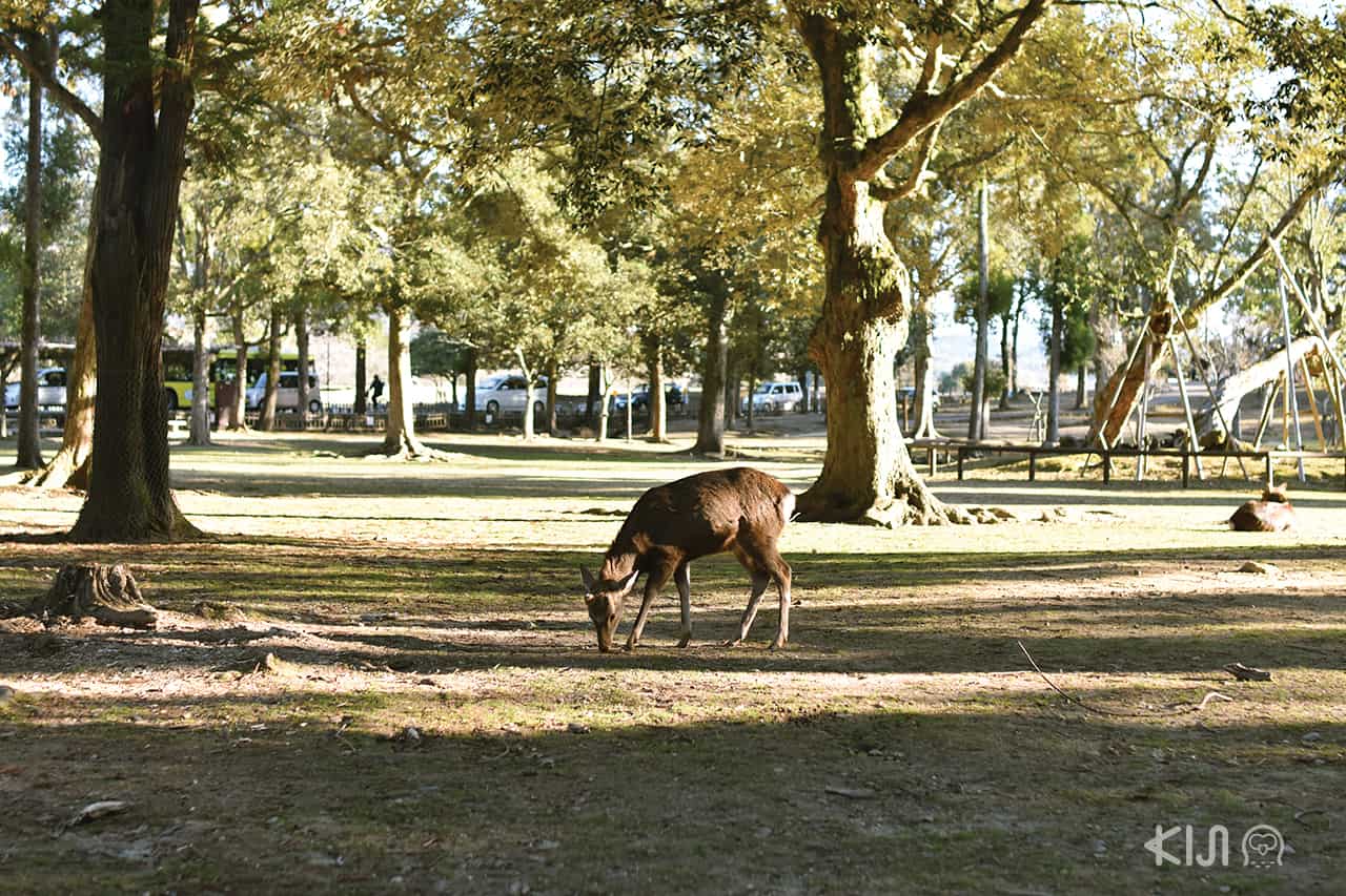 สวนบริเวณวัดโคฟุคุจิ