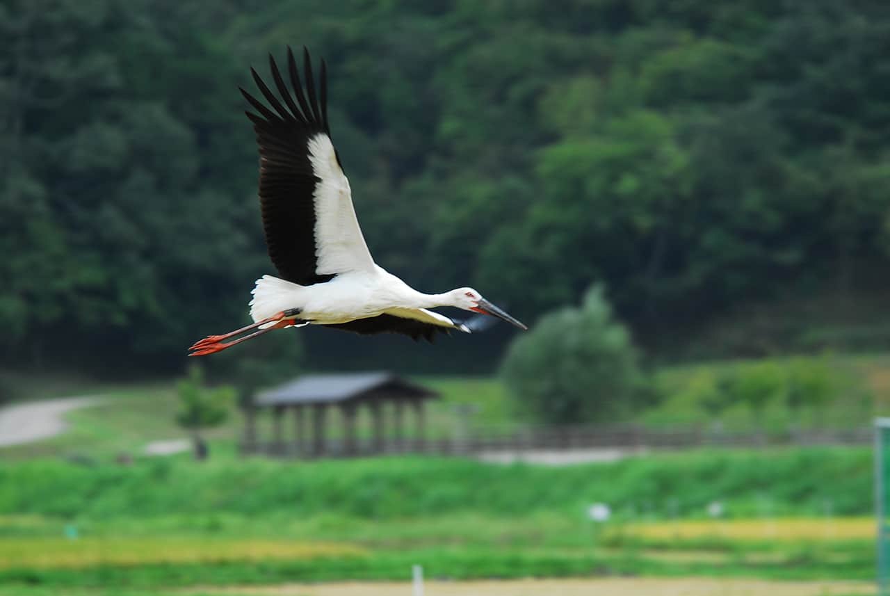 นกกระสาขาวตะวันออก (Oriental White Stork) ที่โทโยโอกะ (Toyooka)