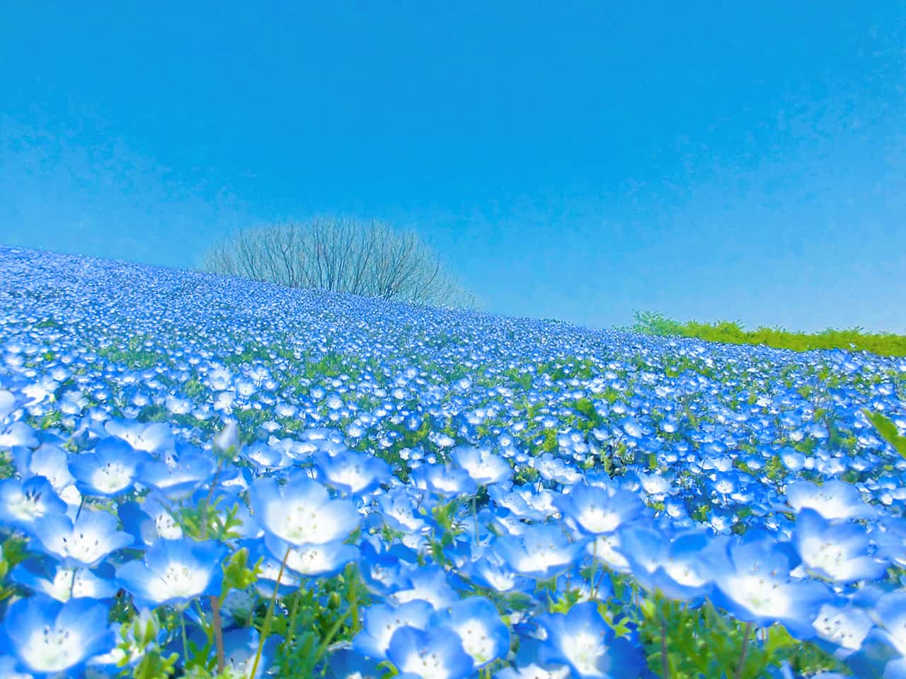 อุมิโนะนากามิจิซีไซด์พาร์ค (Uminonakamichi Seaside Park) จังหวัดฟุกุโอกะ