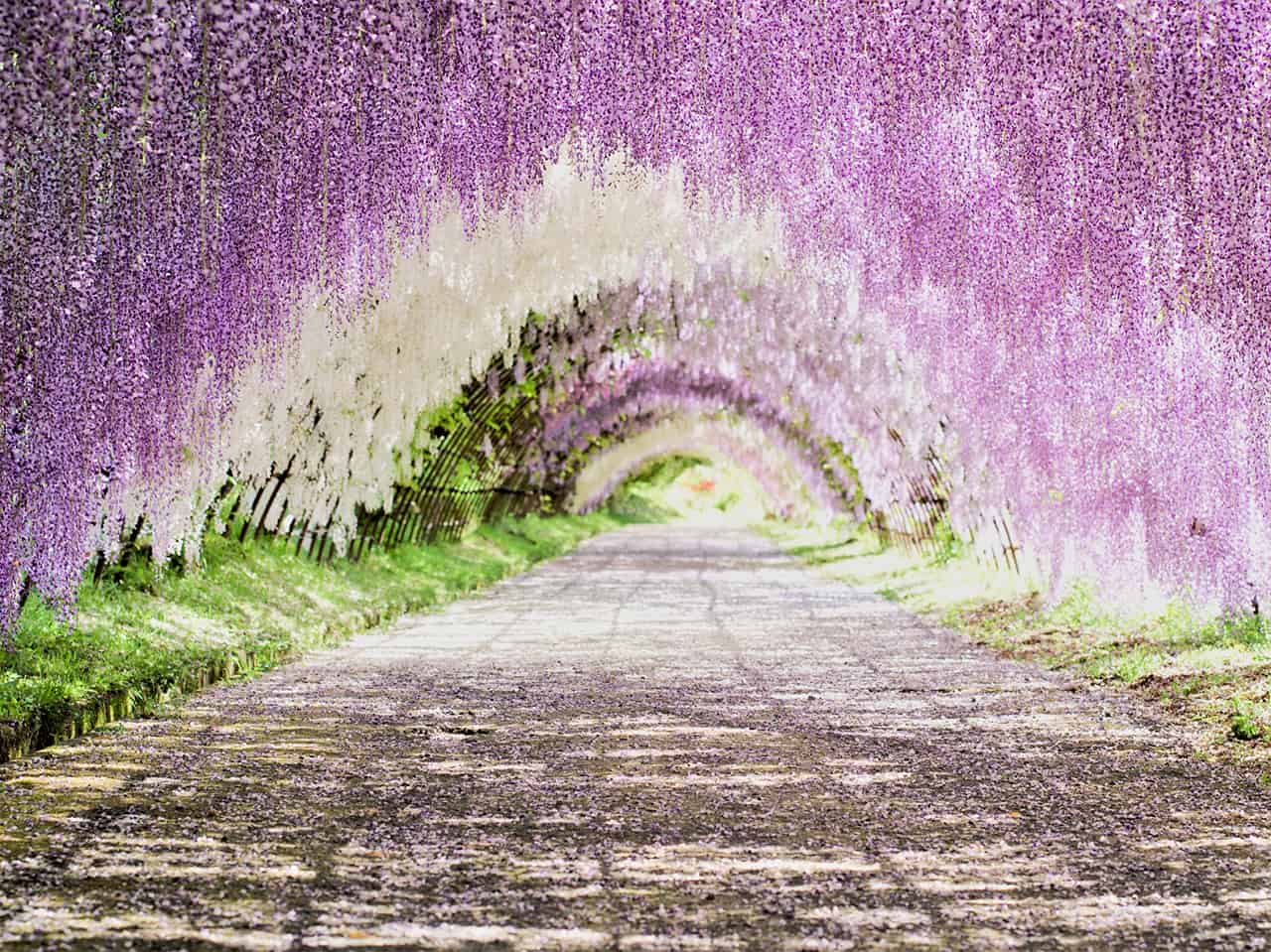 มงค์ดอกวิสทีเรียสวนคาวาจิ (Kawachi Fuji Garden) ฟุกุโอกะ (Fukuoka)