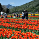 tan11_Tanto Tulip Festival