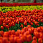 tan2_Tanto Tulip Festival