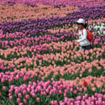 tan3_Tanto Tulip Festival