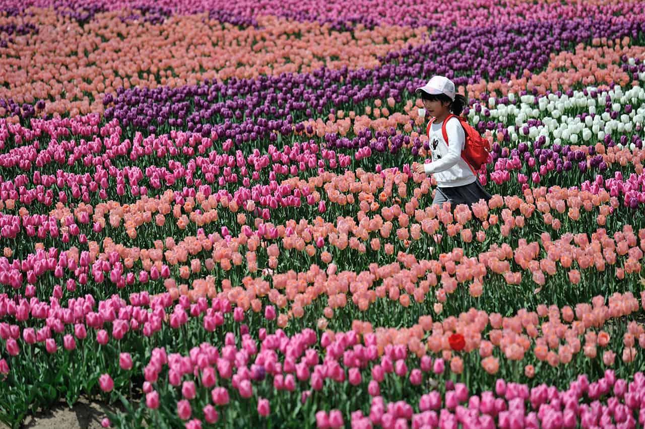 ดอกทิวลิปหลากสีสันที่เมืองทันโตะ (Tanto)