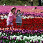 tan7_Tanto Tulip Festival