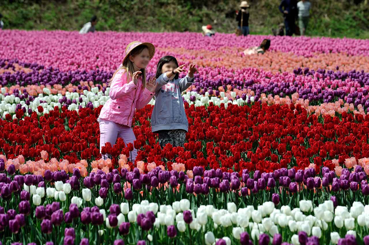 ทุ่งดอกทิวลิป ที่เมืองทันโตะ