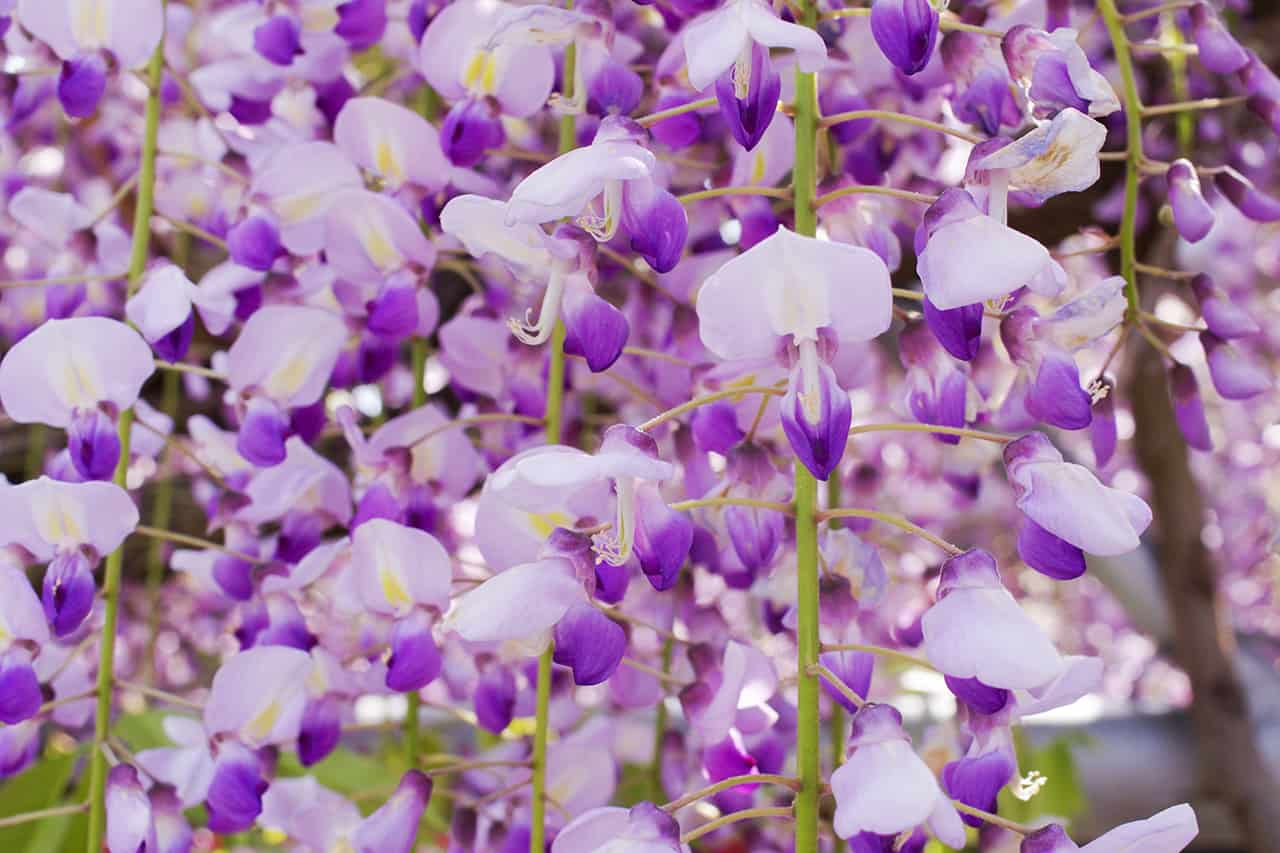 สวนคาวาจิฟูจิ ในเมืองคิตะคิวชู (Kitakyushu)