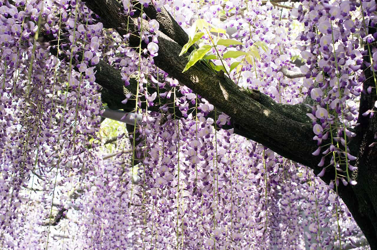 Kawachi Fuji Garden at Fukuoka