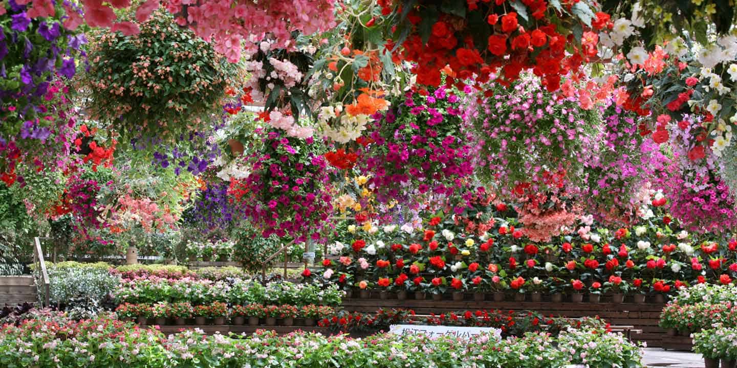 Shimanekko Tour 1 Day Trip : Matsue Vogel Park