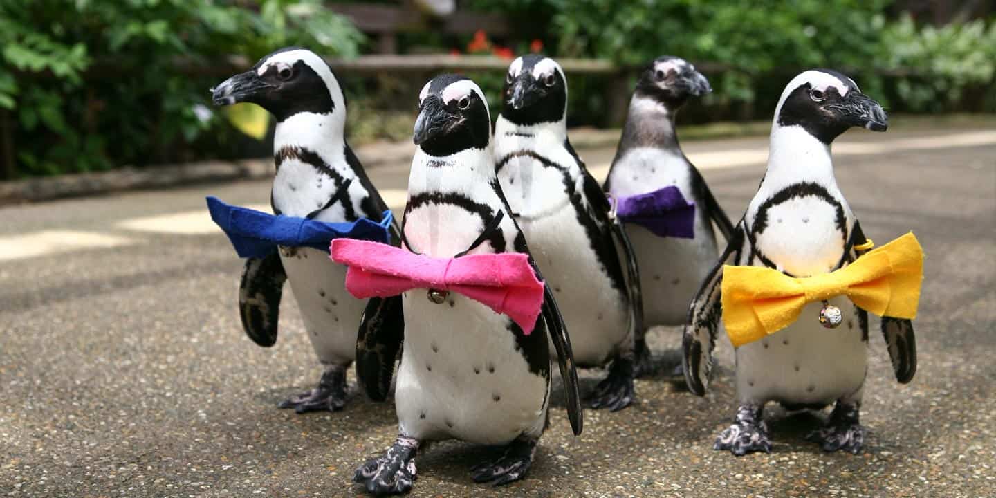 เพนกวิ้นสุดน่ารักที่สวนมัตสึเอะ (Matsue Vogel Park)