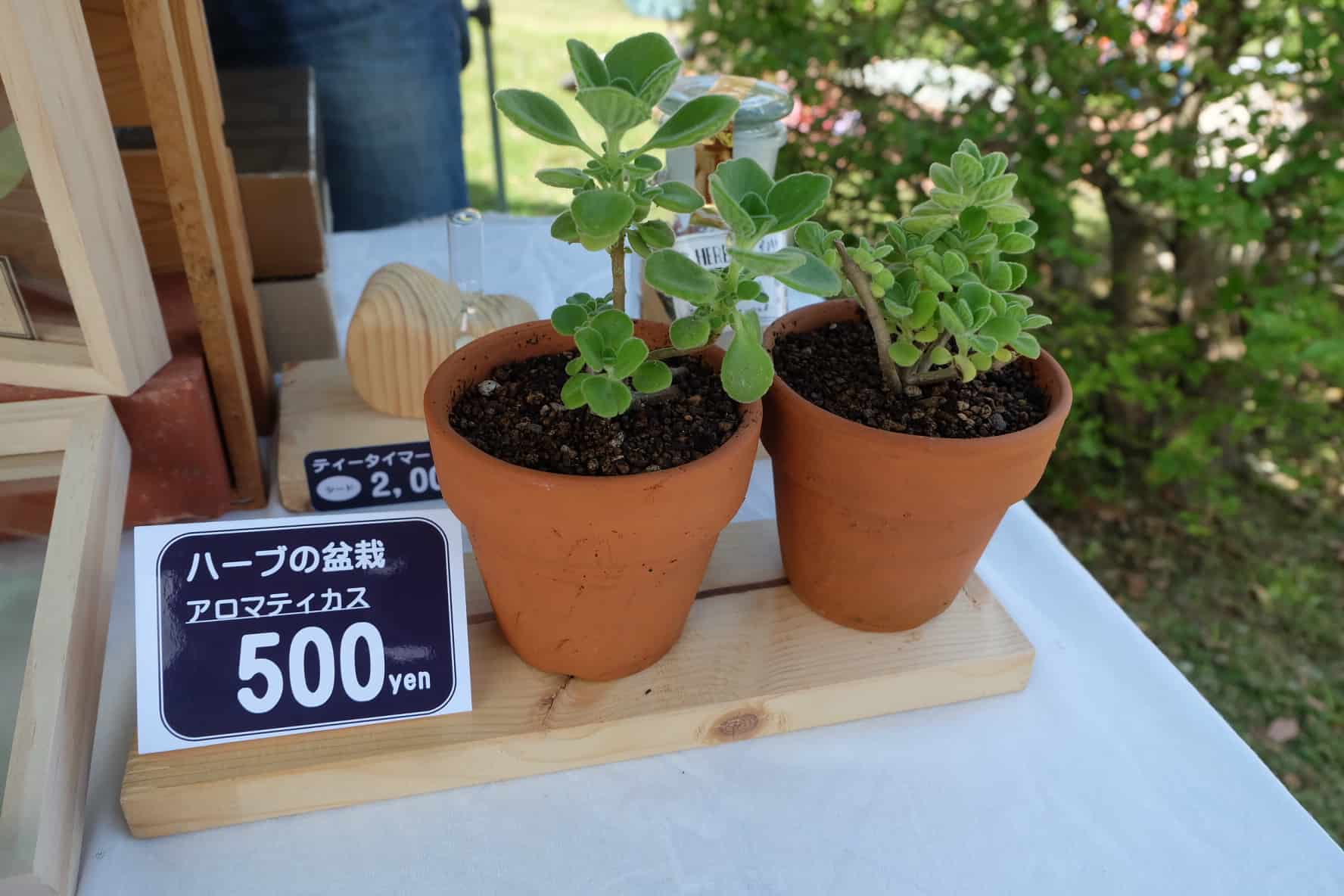 ต้นไม้ที่ตลาดออแกนิก เมืองโคจิ