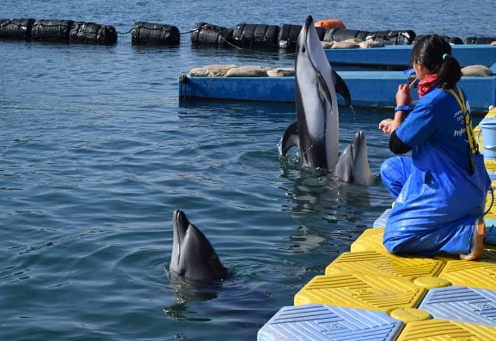 เหล่าปลาโลมากำลังทำการแสดงที่ Japan Dolphin Center ในจังหวัดคางาวะ