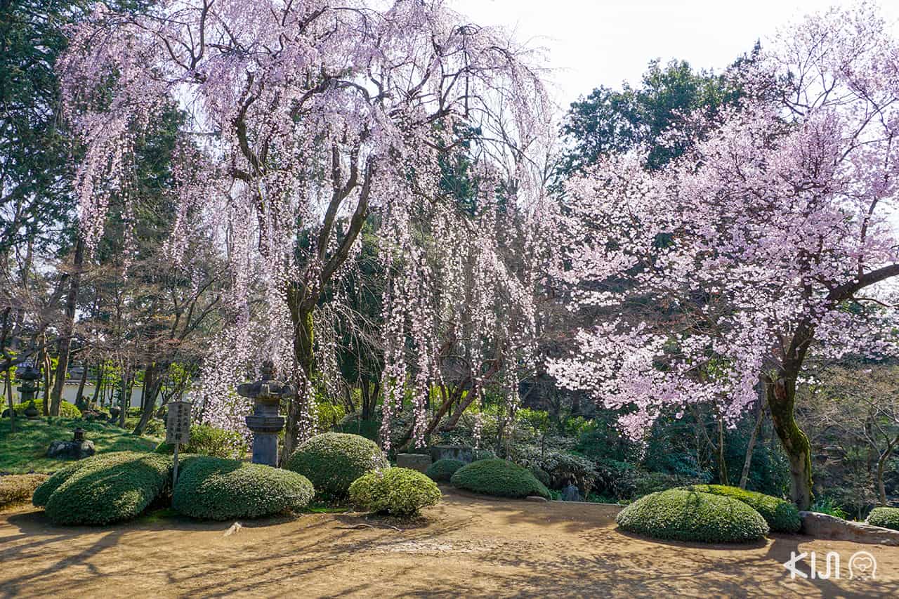 ซากุระที่ Kawagoe Kita-in Temple คาวาโกเอะ (Kawakoe)
