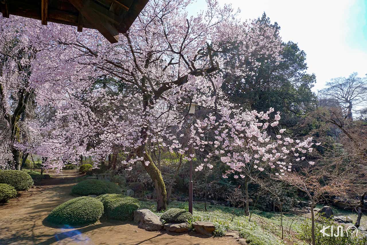  Kawagoe Kita-in Temple ในช่วงฤดูใบไม้ผลิ