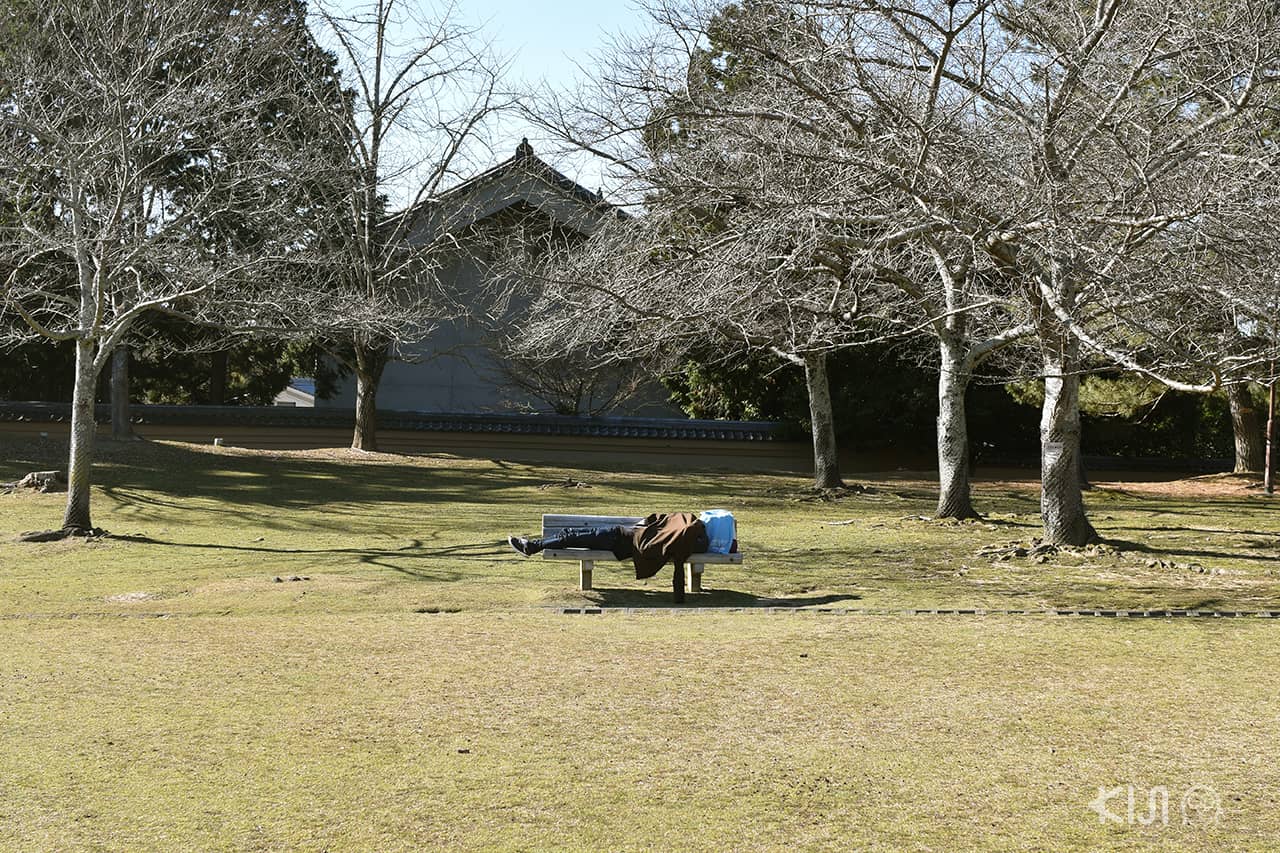 เที่ยวนารา (Nara) และอุจิ (Uji)