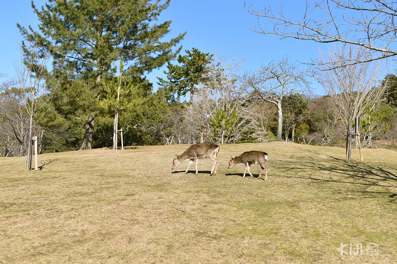 เที่ยว Nara x Uji