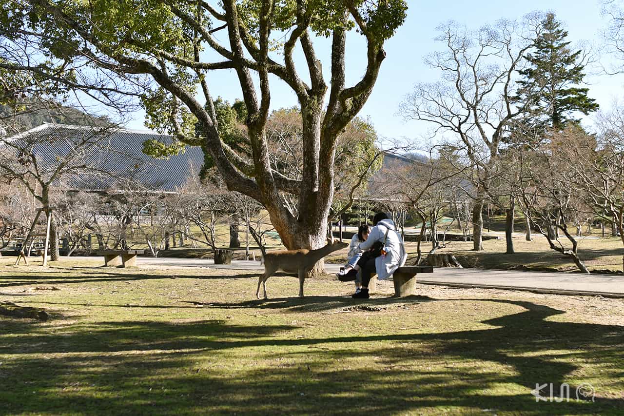 แวะเที่ยวที่นารา (Nara) ก่อนไปอุจิ (Uji)