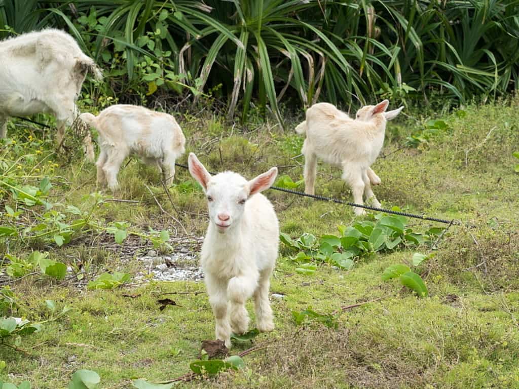 บนเกาะฮาเตรุมะ (Hateruma-jima Island) จังหวัดโอกินาว่า (Okinawa) มีแพะอยู่เยอะมาก