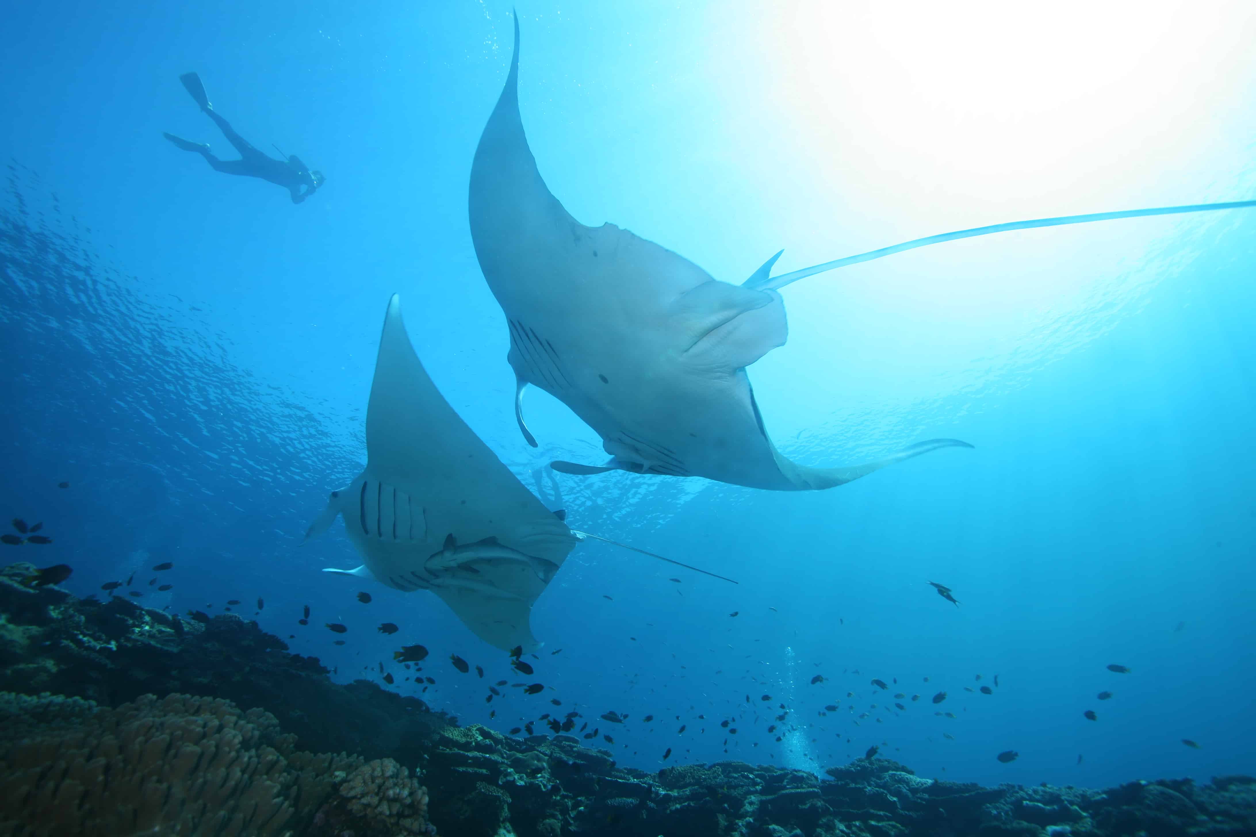 ปลากระเบนที่เกาะอิชิกาคิ ในจังหวัดโอกินาว่า Okinawa