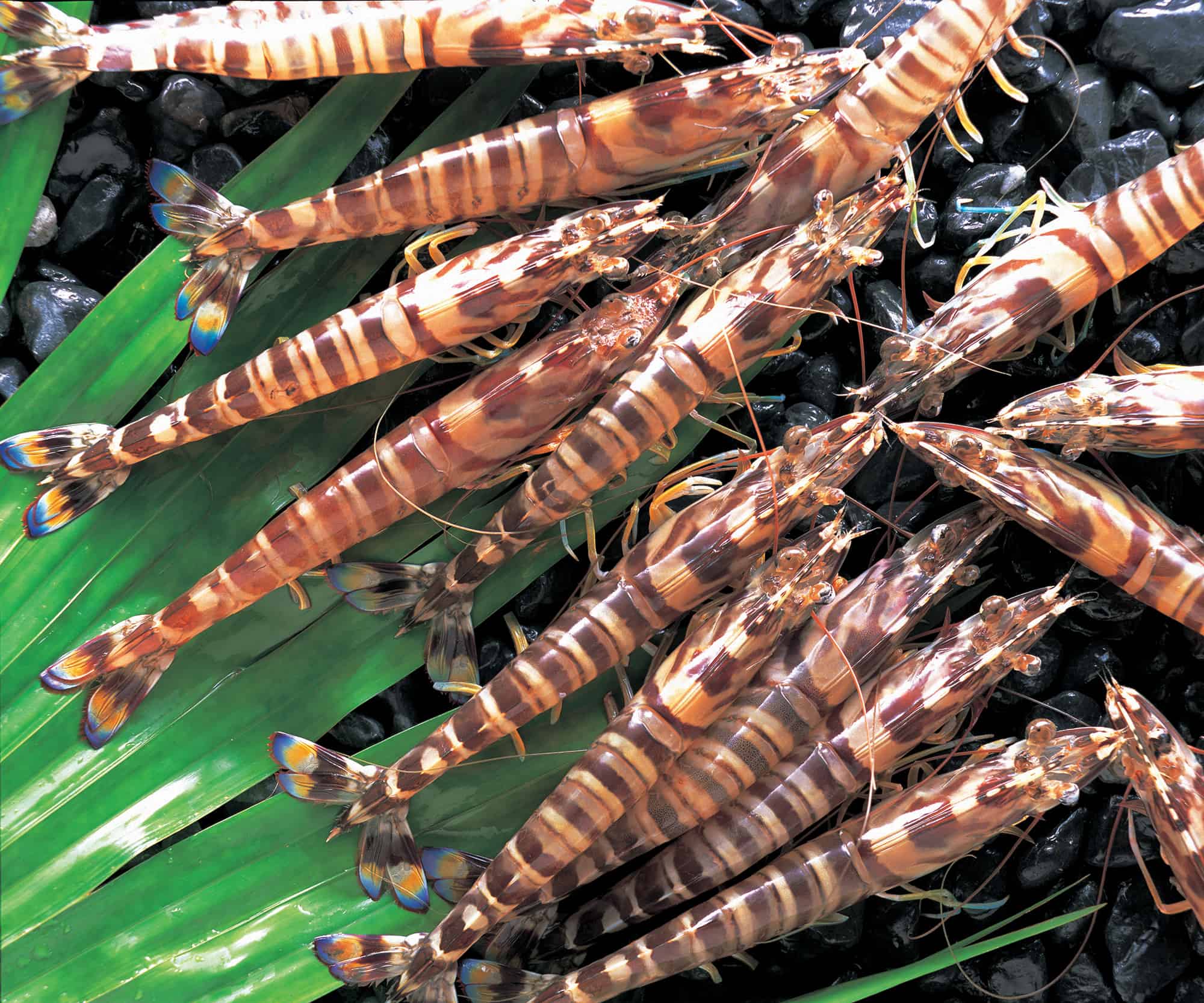 Kuruma Ebi from Kume in Okinawa