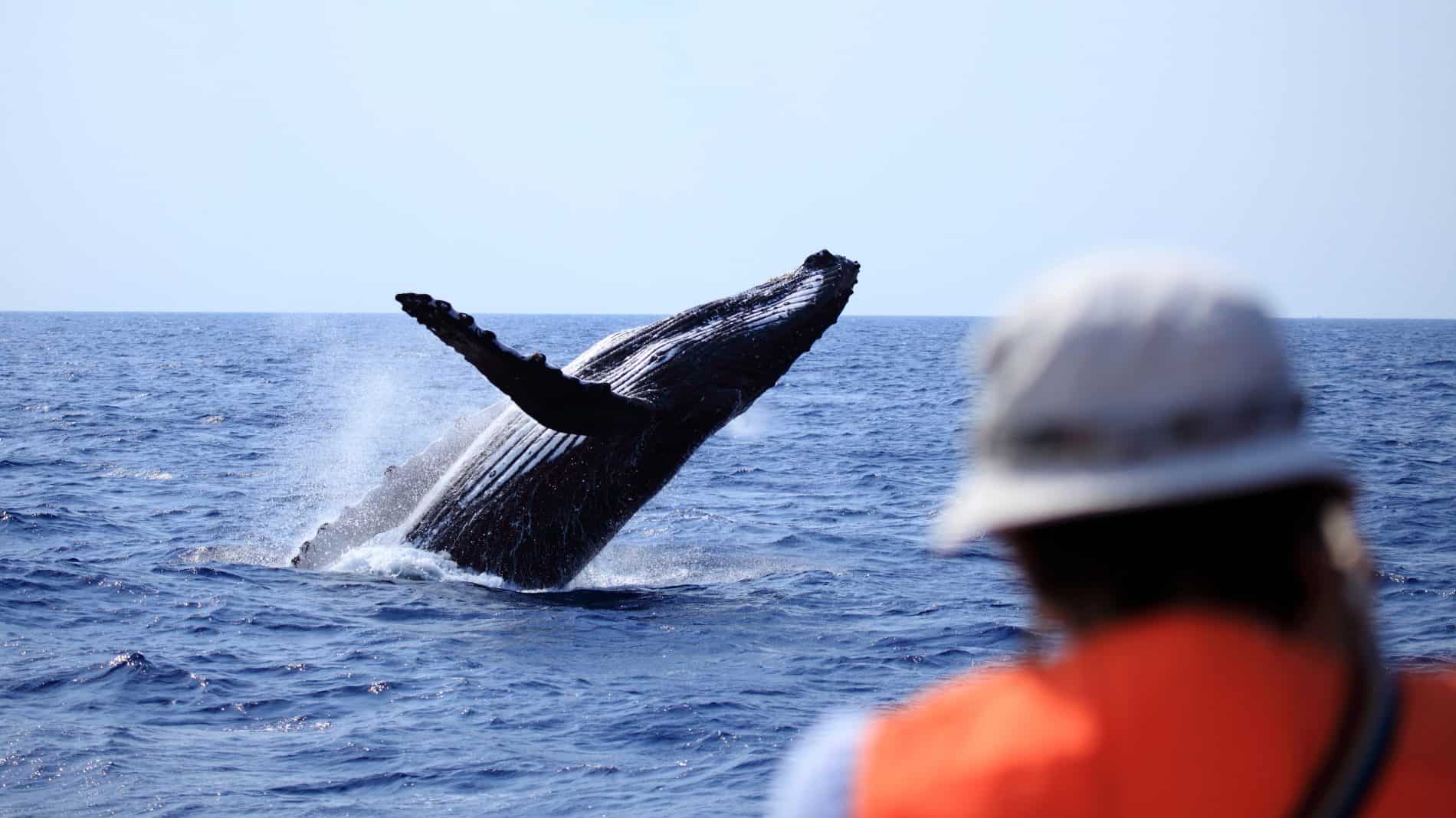 ทริปชมวาฬ บนเกาะซามามิ (Zamami-jima Island)