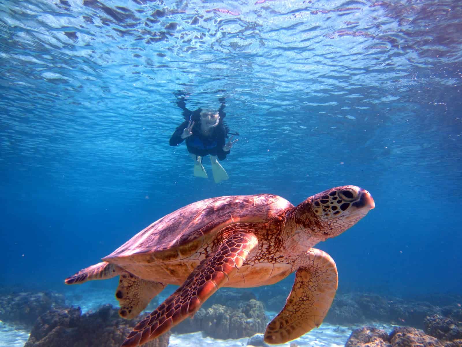 เต่า ที่หาดอามะ (Ama Beach) ในโอกินาว่า (Okinawa)