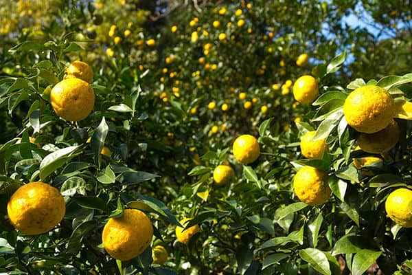 Kitagawa Village at Kochi