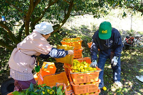 ชาวบ้านที่เมืองโคจิ กำลังเก็บส้มยูสุ