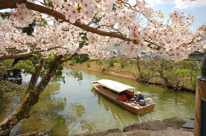 นั่งเรือชมความงามของดอกซากุระ ในช่วงฤดูใบไม้ผลิ จังหวัดชิมาเนะ