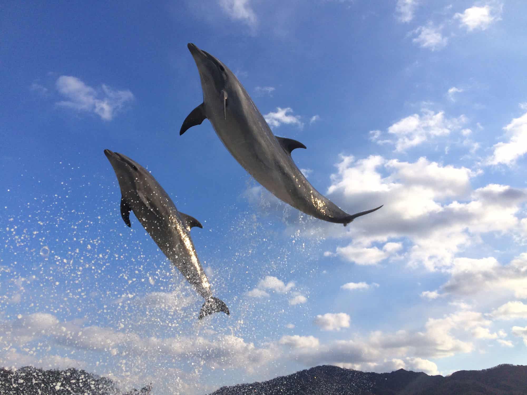 โลมาในศูนย์ฝึกปลาโลมา (Japan Dolphin Center) จังหวัดคางาวะ (kagawa)