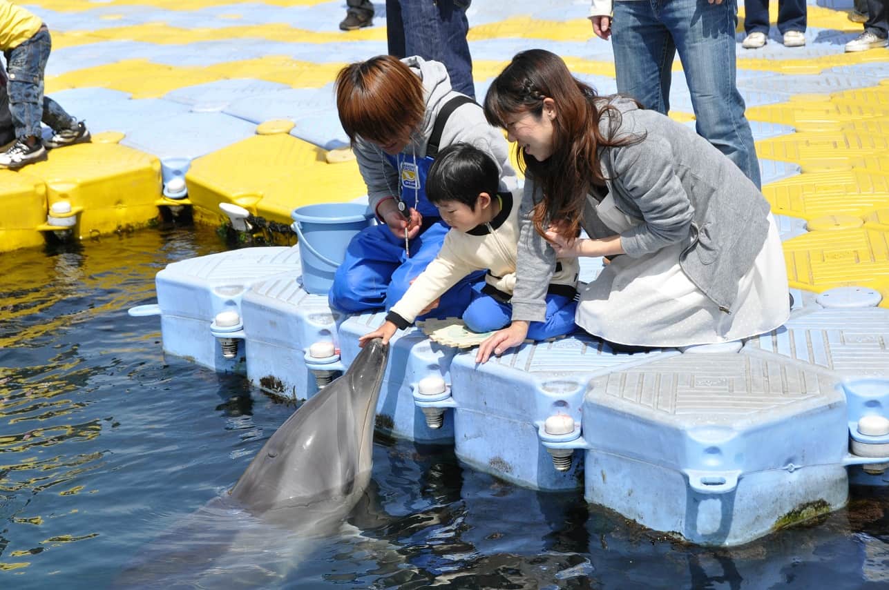 เด็กน้อยเล่นกับปลาโลมาที่ Japan Dolphin Center