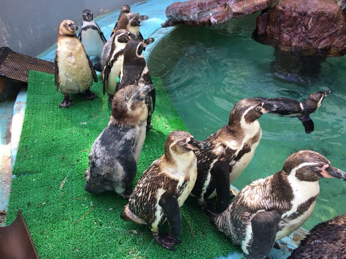 ฝูงเพนกวินที่คัตสึระฮามะ อควาเรียม (Katsurahama Aquarium)