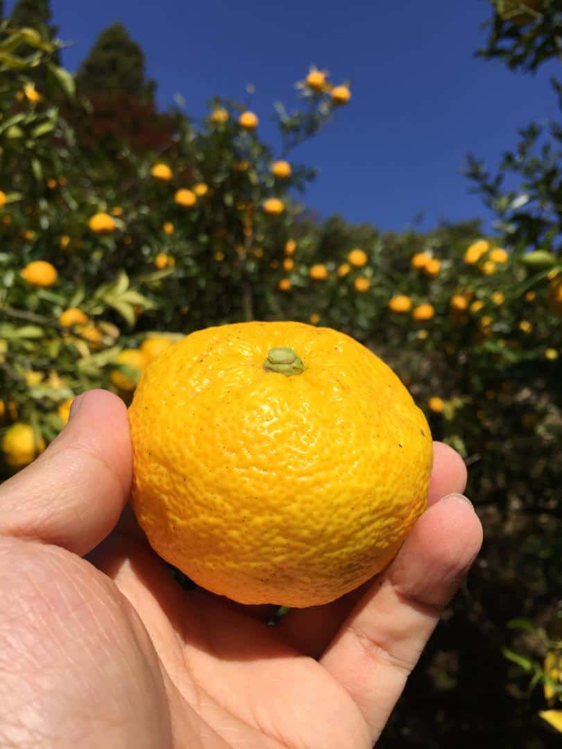 สวนส้มยุสุที่หมู่บ้านคิตากาว่า (Kitagawa Village) โคจิ (Kochi) ไซตามะ (Saitama)