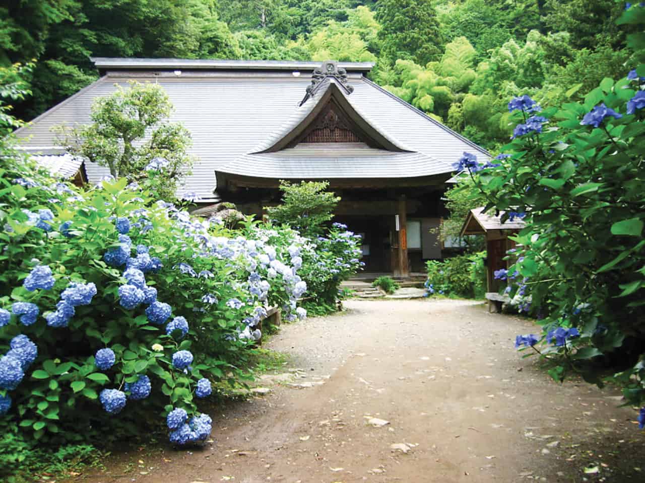 ชมดอกไฮเดรนเยียที่เมืองฮาโกเน่ (Hakone) และเมืองคามาคุระ (Kamakura)