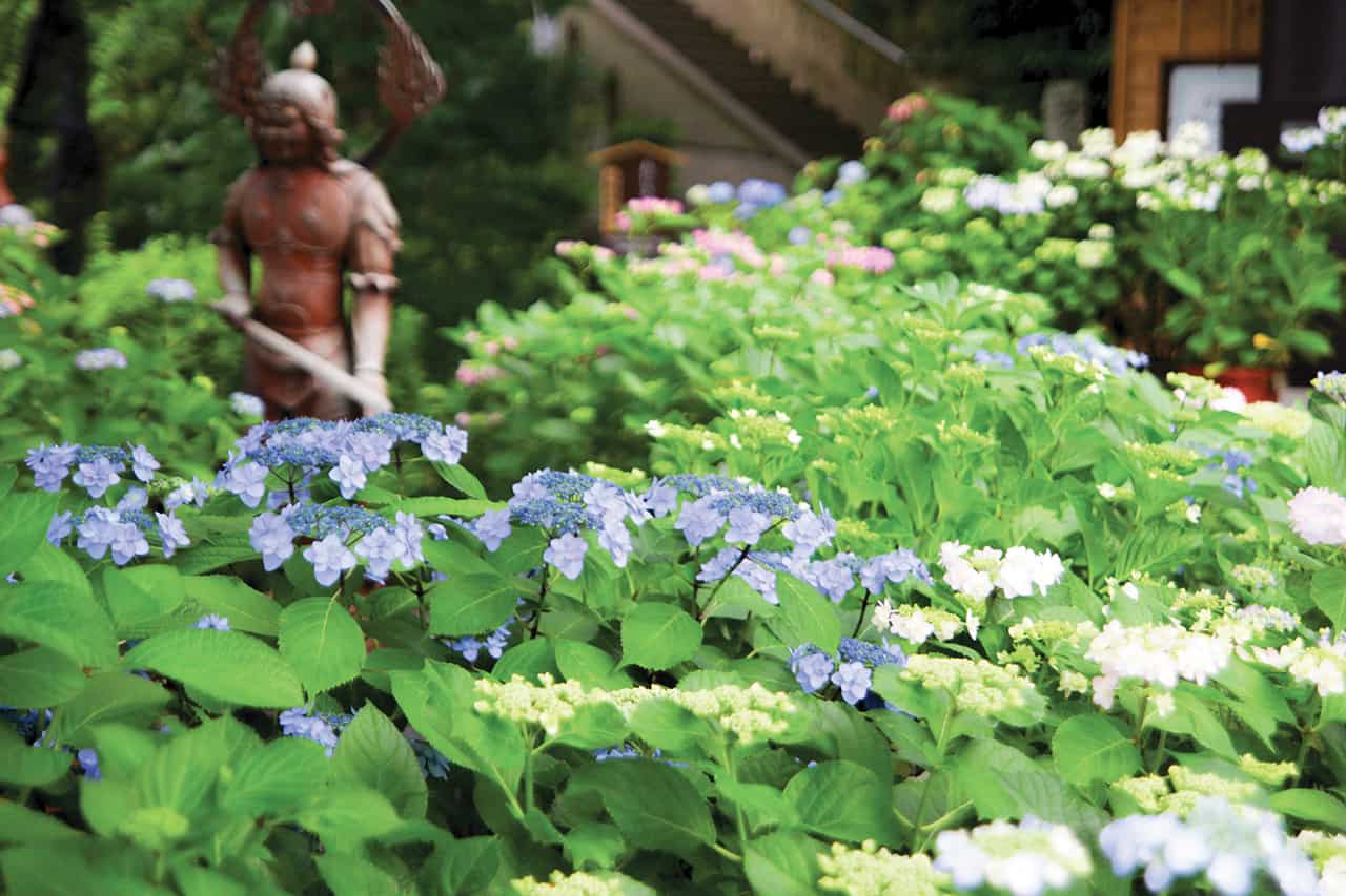 ชมดอกไฮเดรนเยียที่เมืองคามาคุระ (Kamakura)