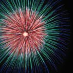 Chrysanthemum Hanabi