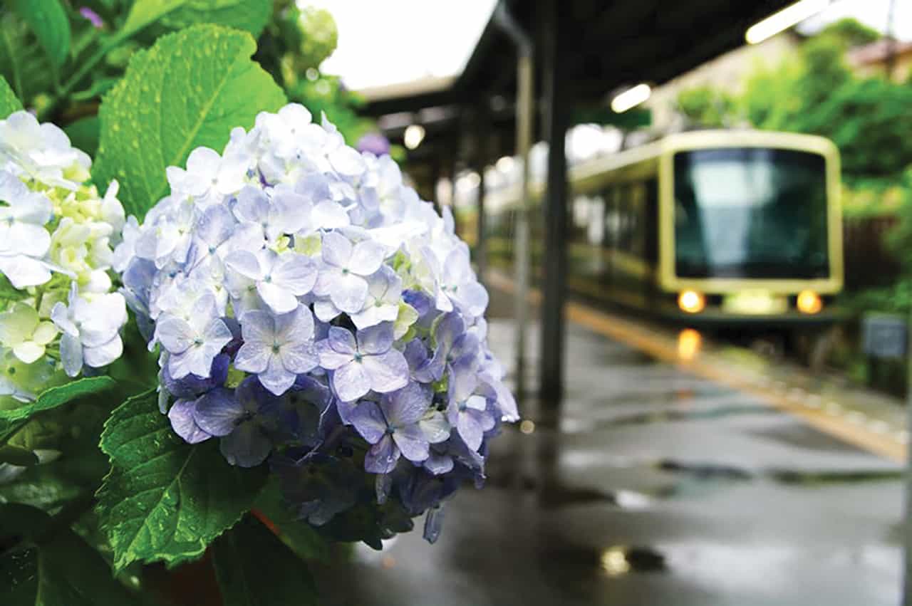 นั่งรถไฟชมดอกไฮเดรนเยีย ที่เมืองคามาคุระ Kamakura