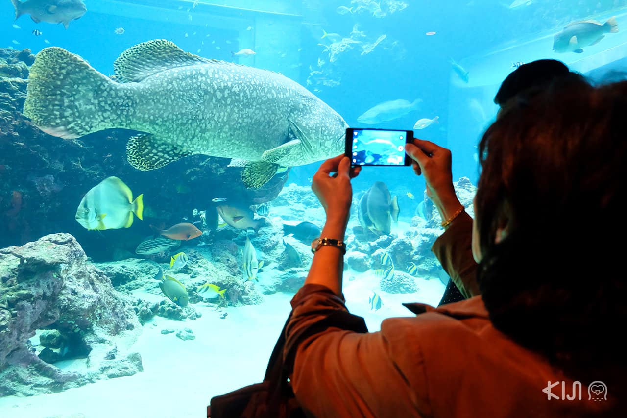 ปลาน้อยใหญ่ว่ายวนไปมาในน้ำที่ อควาเรียม ของญี่ปุ่น