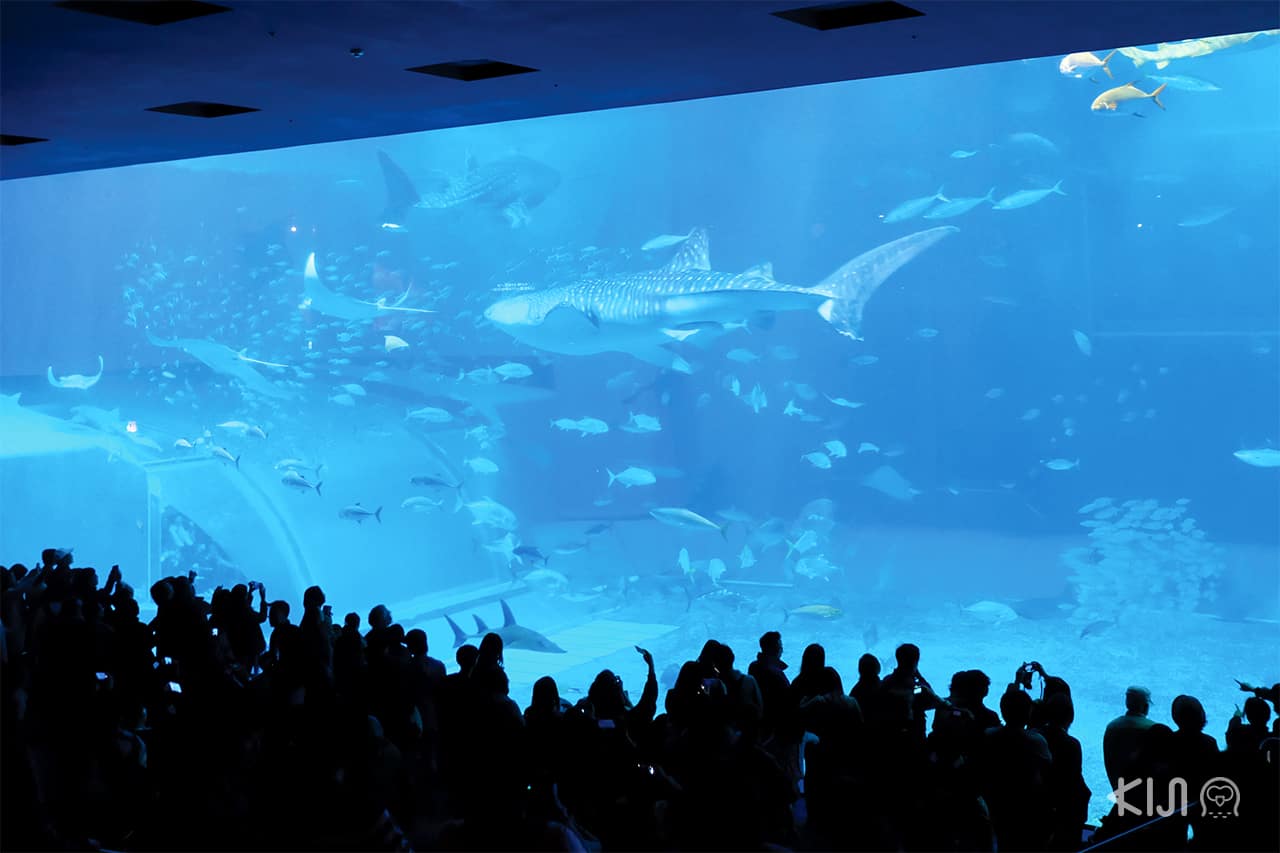 Churaumi Aquarium อควาเรียม ขนาดใหญ่ที่โอกินาว่า
