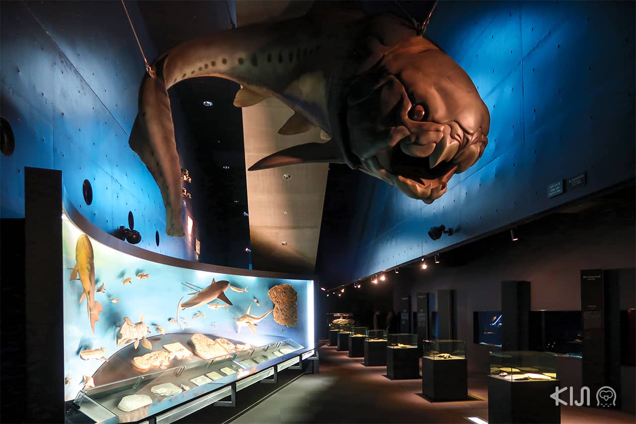 ภายใน อควาเรียม มีข้อมูลให้เราศึกษาสัตว์น้ำนานาชนิด