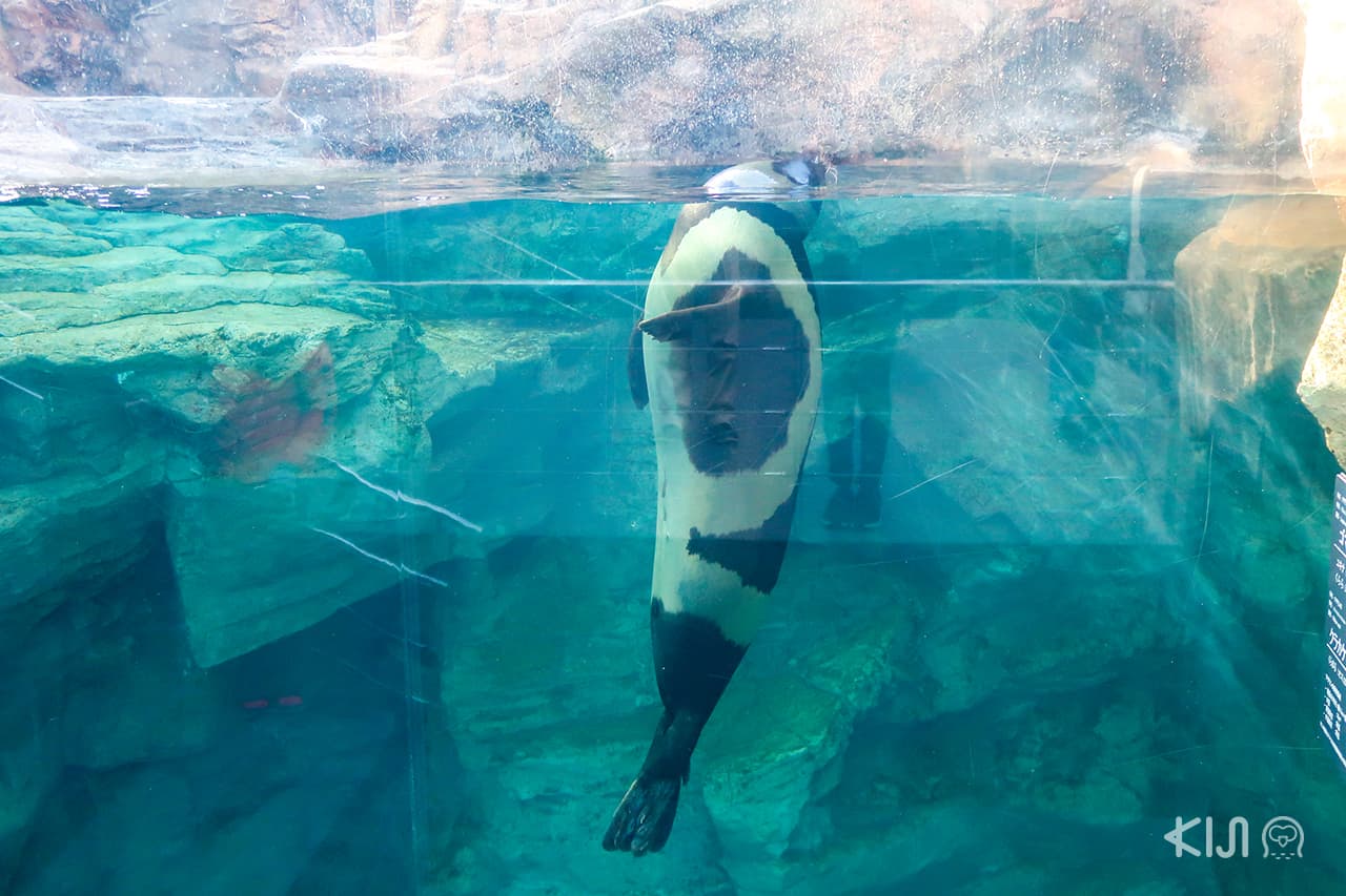 น้องแมวน้ำอุ๋งๆ สุดน่ารักที่ อควาเรียมในประเทศญี่ปุ่น