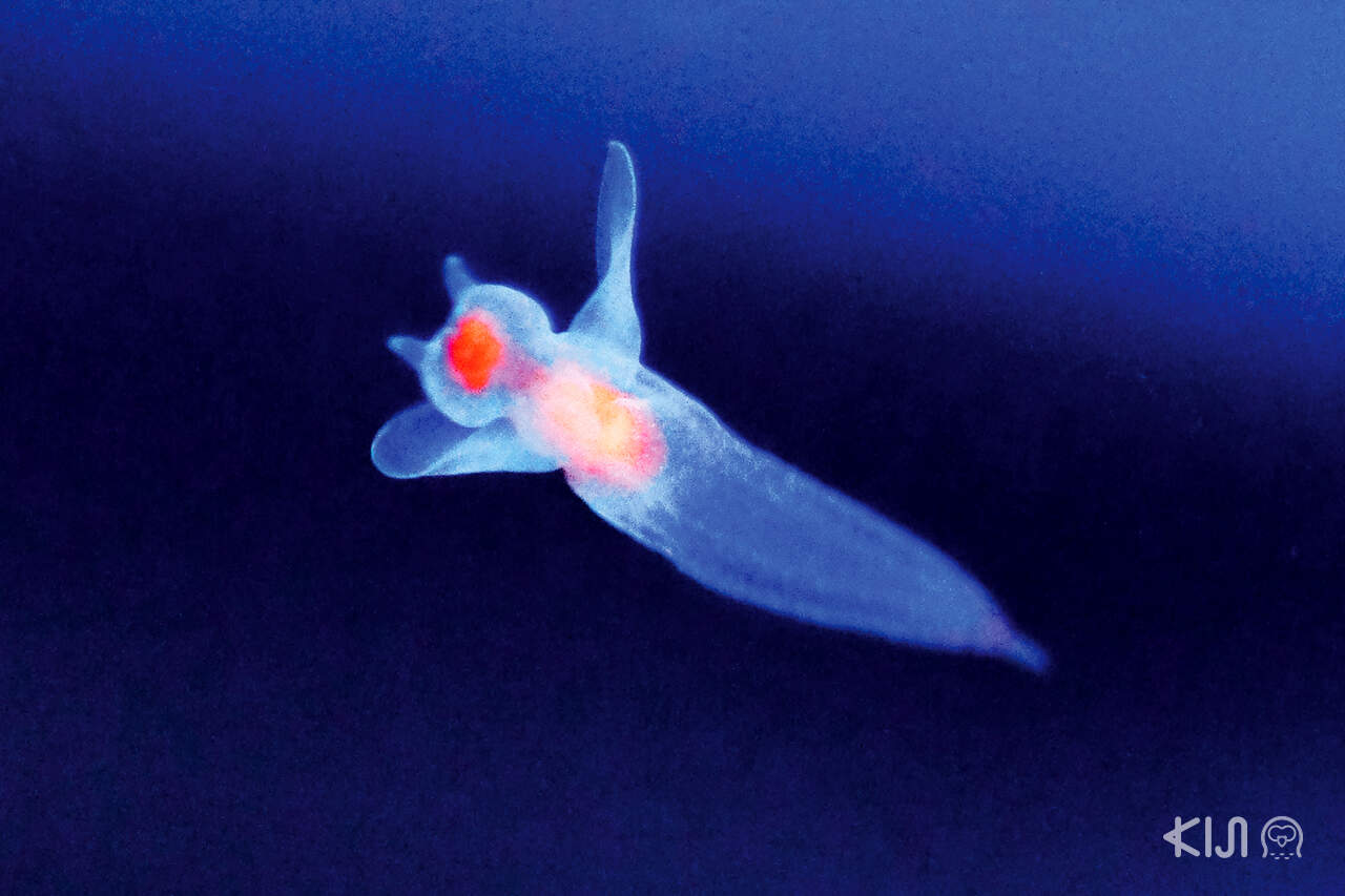  Clione ลักษณะเป็นตัวเล็กสีใส ขนาดจิ๋ว ที่ อควาเรียม Okhotsk Ryuhyo Museum