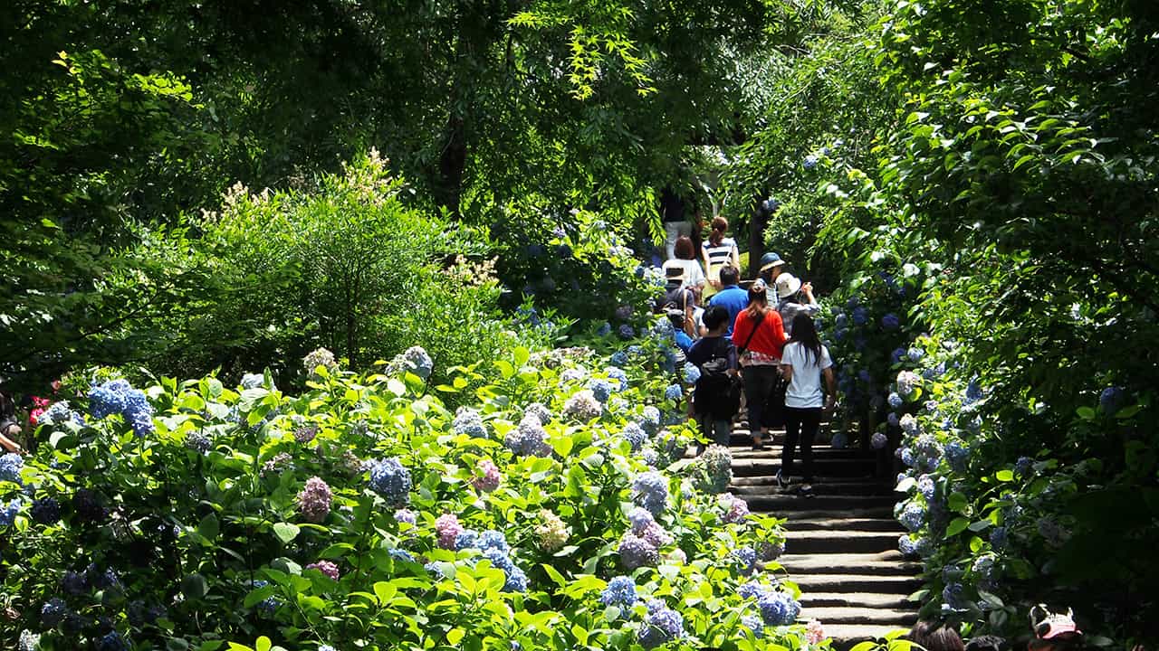 วัดเมเกซึอิน (Meigetsuin Temple) วัดเก่าแก่ของเมือง คามาคุระ (kamakura)