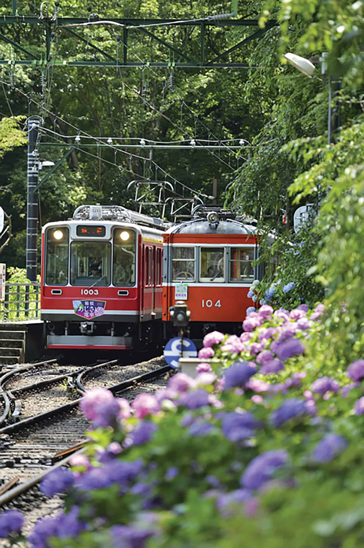 ซื้อบัตรโดยสาร Hakone Kamakura Pass นั่งรถไฟชมดอกไฮเดรนเยีย