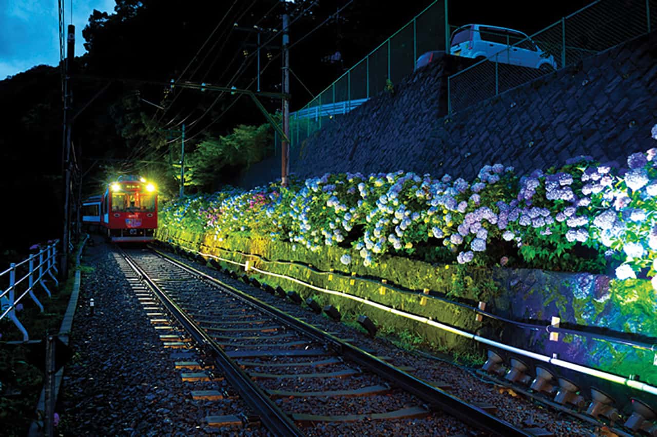 Hakone Kamakura Pass: ตอนกลางคืนมีอีเว้นท์ Hydrangea Train Light Up 