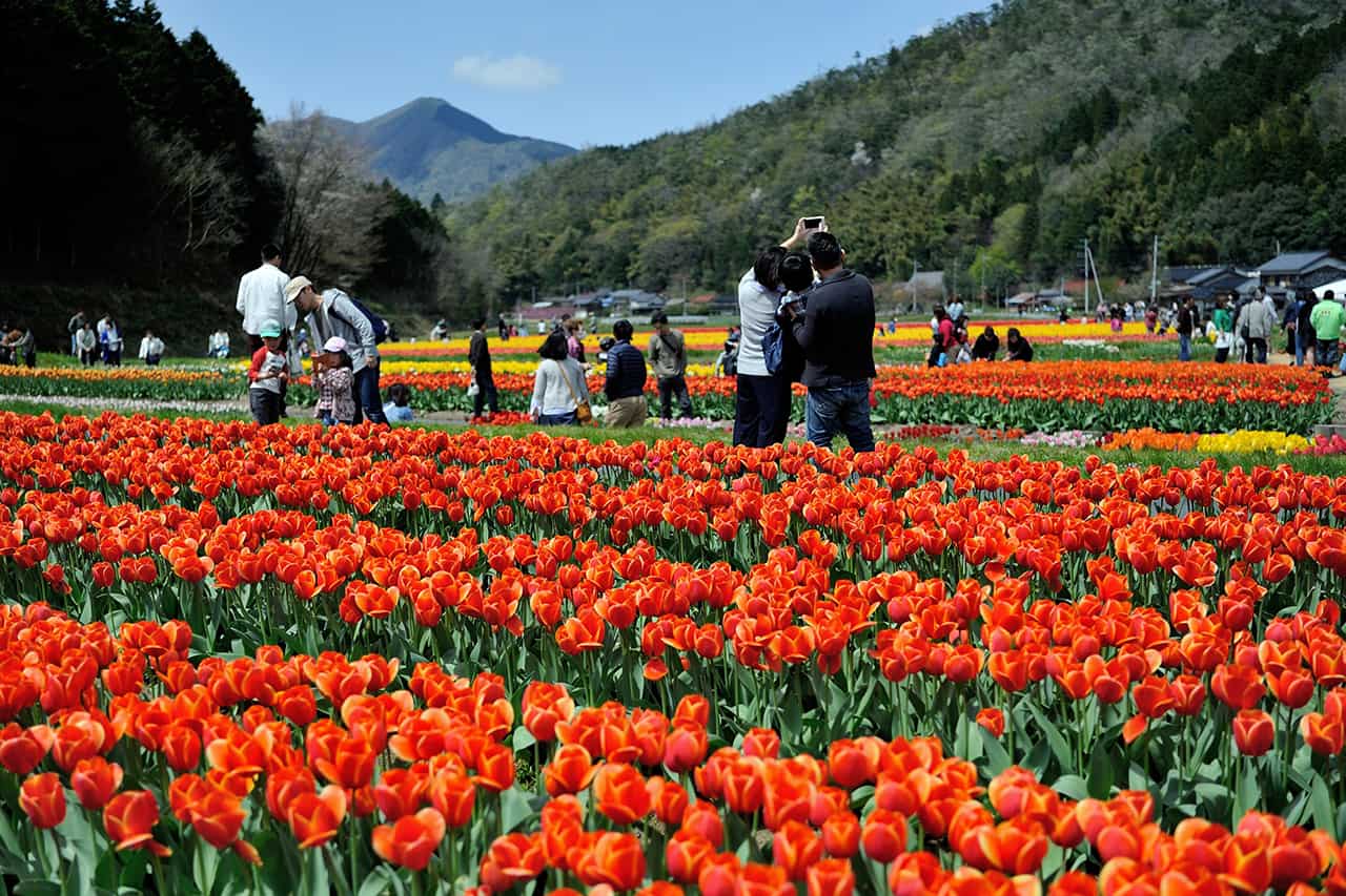 ดอกทิวลิปหลากสีสันที่เมือง Tanto