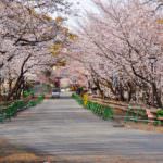 บริเวณโดยรอบปราสาทคุมาโมโตะ (Kumamoto Castle)