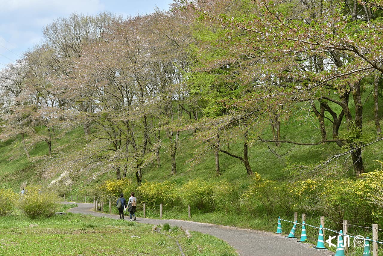 ระหว่างทางเดินไปยังเนินดอกชิบะซากุระในสวน Hitsujiyama Park